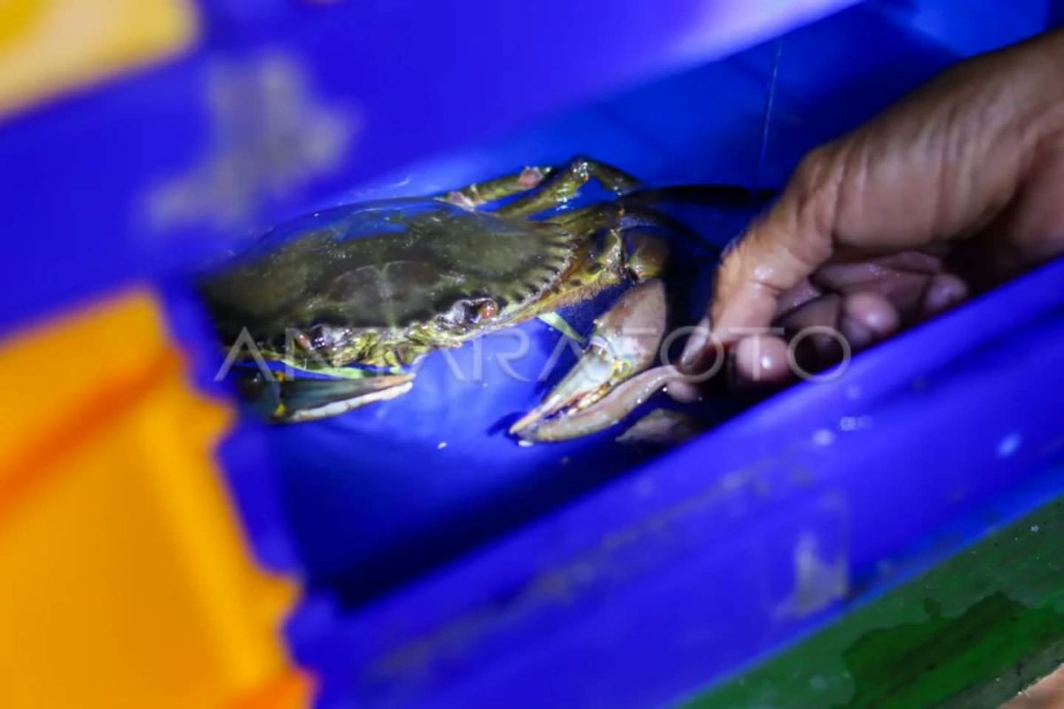 Kepiting Hidup Kaltim Sumbang Devisa Rp13,44 Miliar per September 2026, Tiga Negara Jadi Tujuan Utama