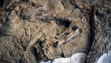 Fosil Buaya Purba di Tambang Piramida Giza Diberi Nama Herugavialis cairensis