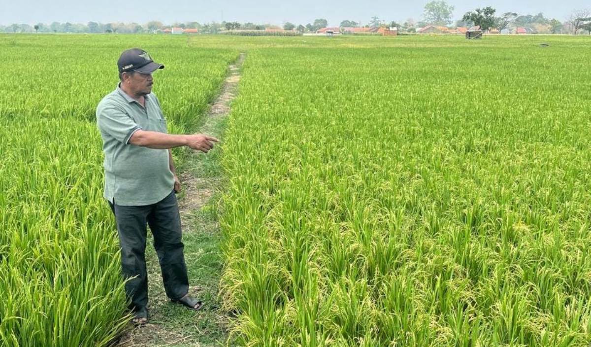 Petani Pagerbarang Tegal Rogoh Rp 4,8 Juta untuk Pompa Air, DPRD Desak Perbaikan Sumur Pompa