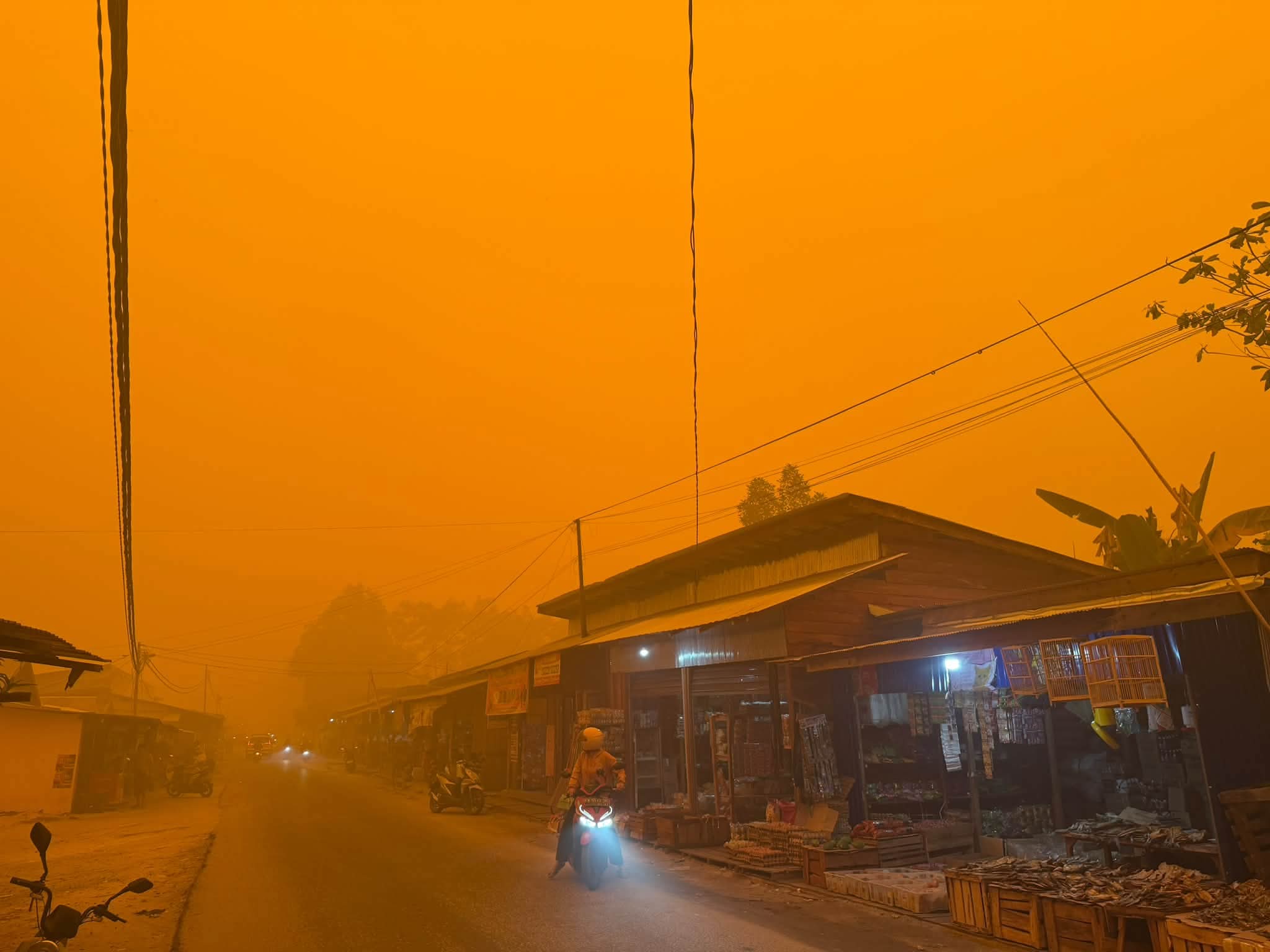 Titik Panas di Kalimantan Tengah Melonjak Sepanjang September, Pantau Gambut Rilis Lembar Fakta 1 Januari–30 September