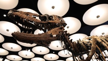 Kerangka Dinosaurus Jodi, Kerabat Dekat T-Rex, Dilelang di New York