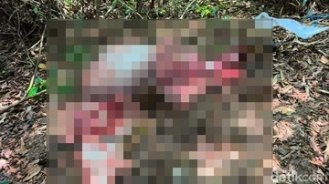 Banteng Jawa Dilindungi di Alas Purwo Banyuwangi Mati Dikuliti, Polisi Selidiki Perburuan