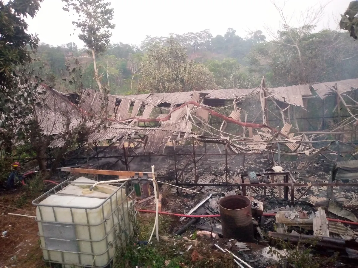 Kandang Ayam di Keling Jepara Terbakar Dini Hari, Kerugian Ditaksir Rp 800 Juta
