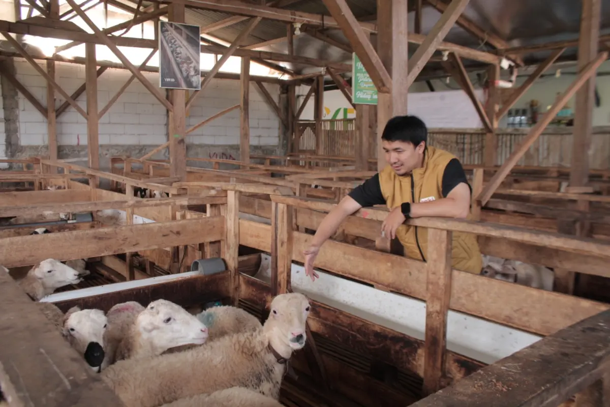 Peternak Muda Cibiru Wetan Kembangkan Ratusan Domba Garut Usai Akses KUR, Berawal dari 5 Ekor Kurban