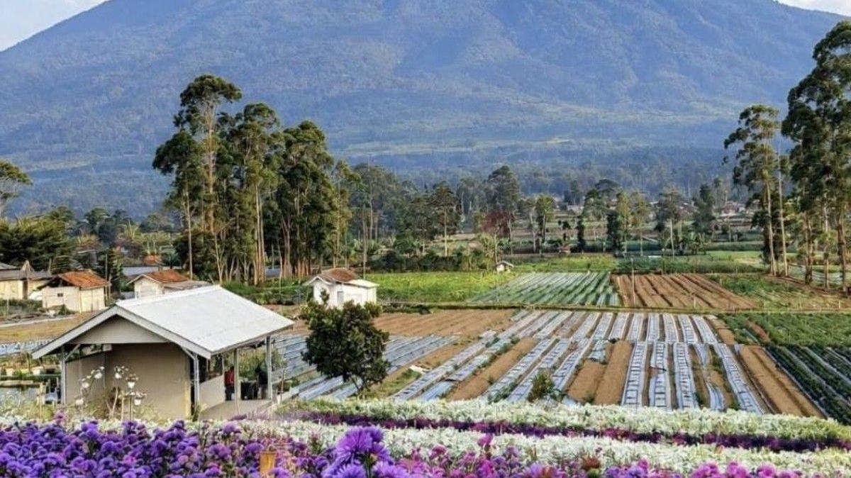 Bukit Hortensia Argalingga Majalengka, Kebun Bunga dengan Tiket Rp 10.000