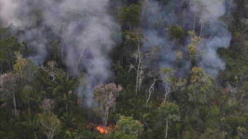 Deforestasi Hutan Amazon Brasil Cetak Rekor Terendah Sepanjang Sejarah
