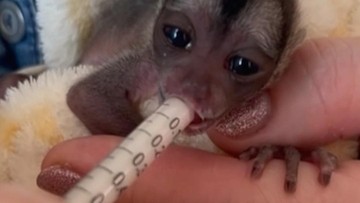 Bayi Monyet Owl Monkey Kebun Binatang Moskow Viral, Ditinggal Induknya