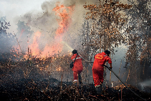 Karhutla Sulbar Hanguskan 878 Hektare per Oktober 2026, Polman Terparah dengan 559 Hektare