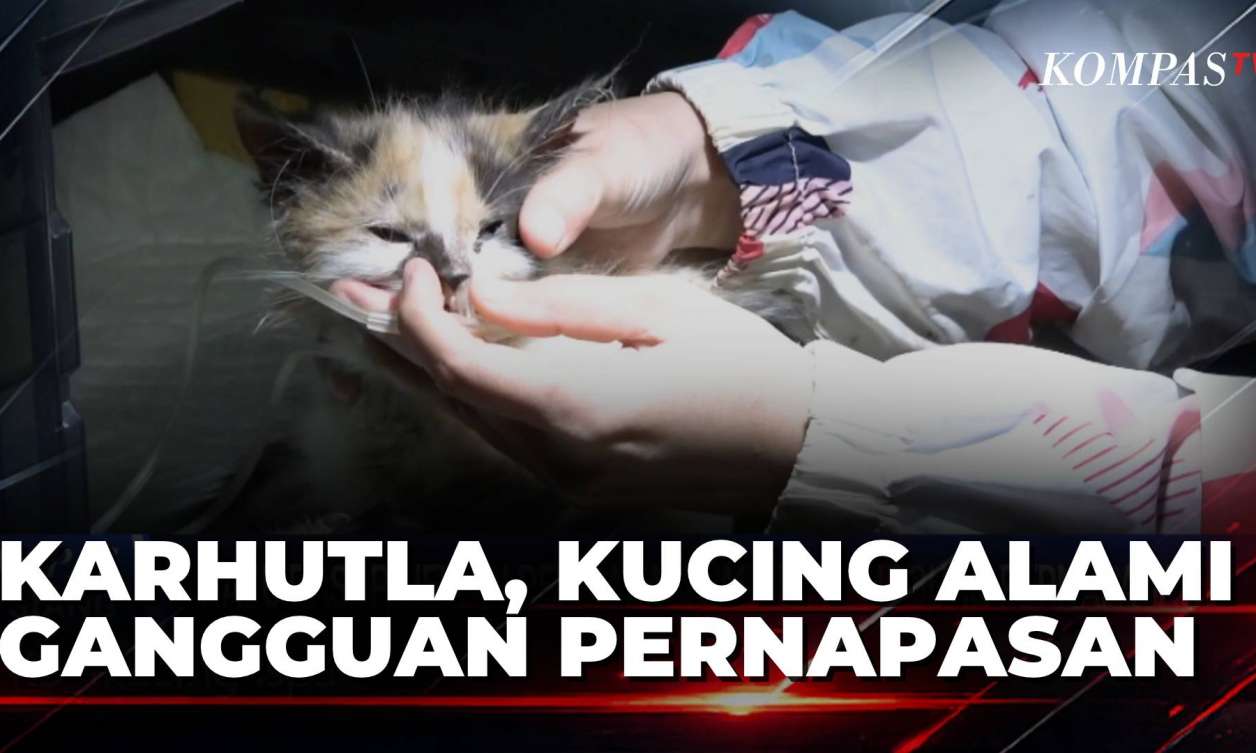 Kabut Asap Karhutla Palangka Raya Sebabkan Kucing Peliharaan Kena ISPA, Belang dan Embem Dirawat di Klinik