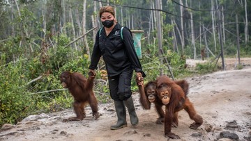 51 Orang Utan Dievakuasi dari Karhutla Kalimantan, Data Nasional Capai 96 Ekor