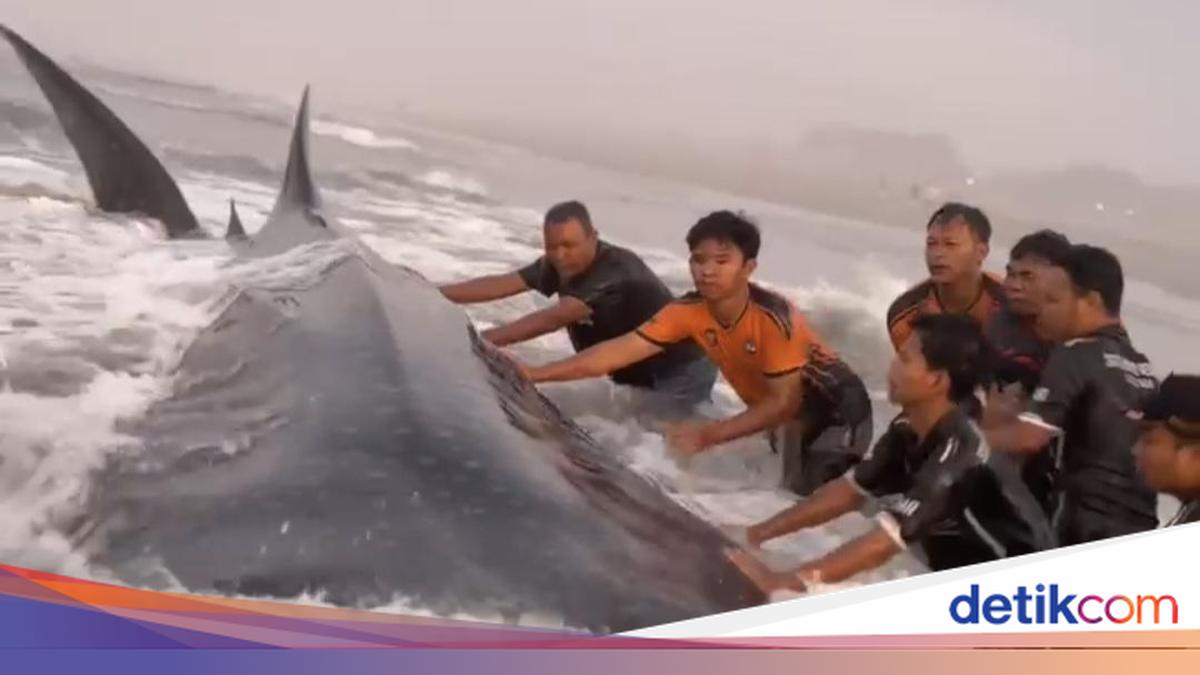 Hiu Tutul 7 Meter Mati Terdampar di Pantai Parangkusumo Bantul, Evakuasi Terhambat Pantai Surut