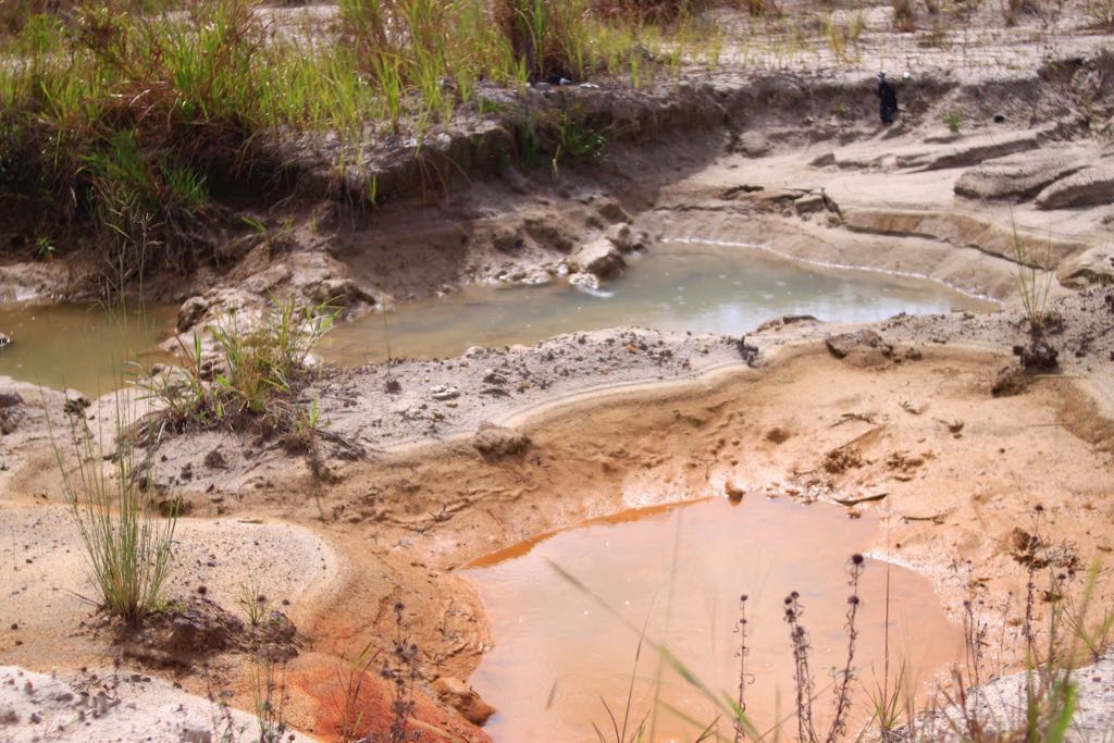 BRIN Kembangkan Bioremediasi untuk Pulihkan Lahan Tambang Sultra