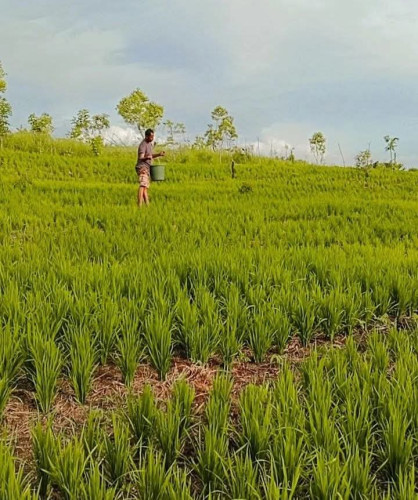 Bhabinkamtibmas Rambatu Ubah Lahan Tidur Jadi Sumber Pangan, Kelompok Tani Gaharu Panen 6,6 Ton
