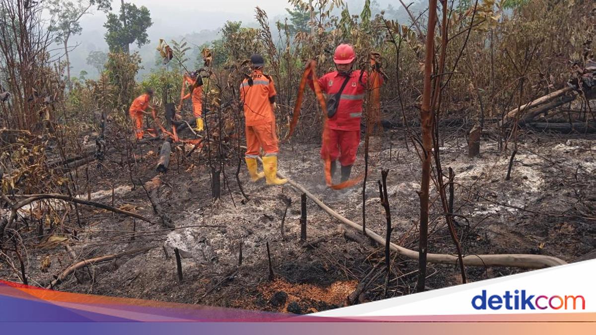 90 Personel Satgas Karhutla Jambi Diterjunkan via Udara ke TN Berbak Sembilang, 4.813 Hektare Lahan Terbakar