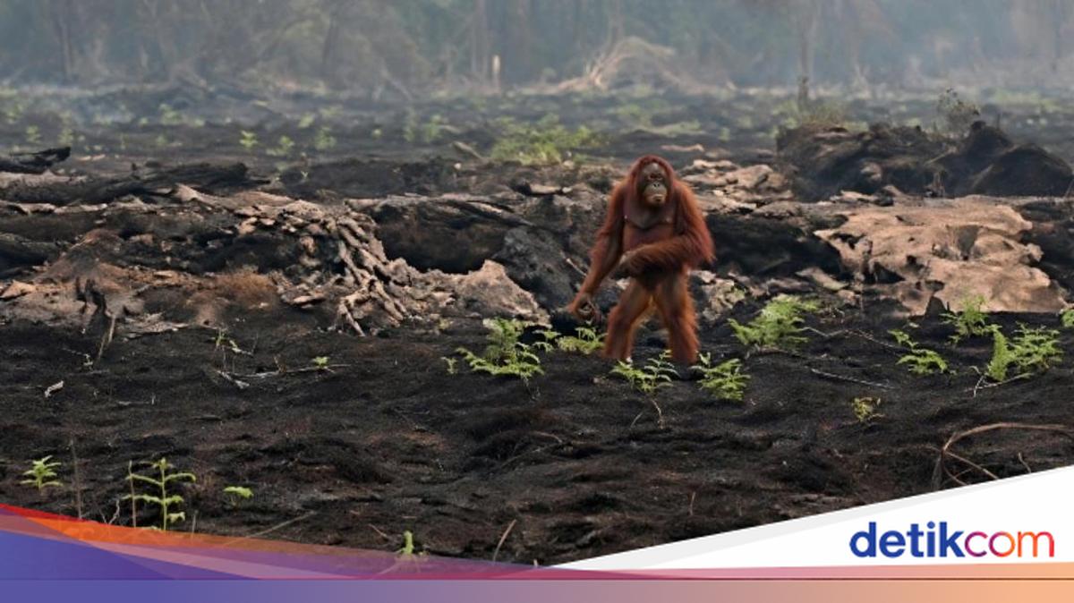 Orang Utan Berjalan Kebingungan di Jalan Pangkalan Bun-Kolam Dievakuasi BKSDA Kalteng