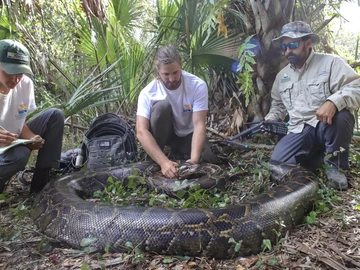 Peneliti Florida Kembangkan Alat WRI untuk Targetkan Piton Betina Besar
