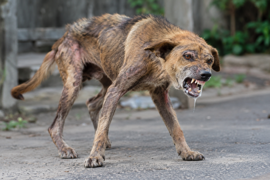 Kementan Perkuat Vaksinasi Rabies di Bali, Sampel Positif Ditemukan di 3 Desa Buleleng