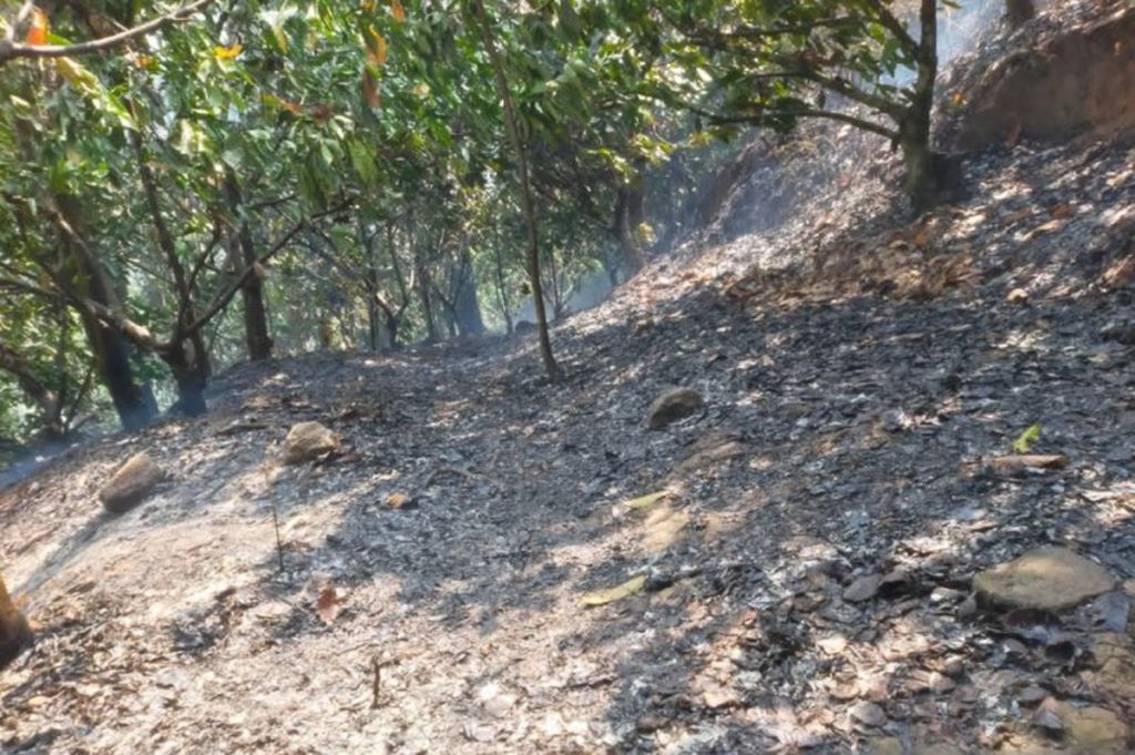 Karhutla di Parigi Moutong dan Tojo Una-Una Padam, 4 Hektare Kebun Kakao dan Cengkih Warga Terbakar