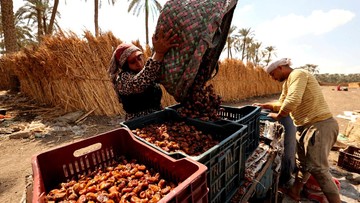 Mesir Panen Kurma 2 Juta Ton per Tahun, Terbesar di Dunia