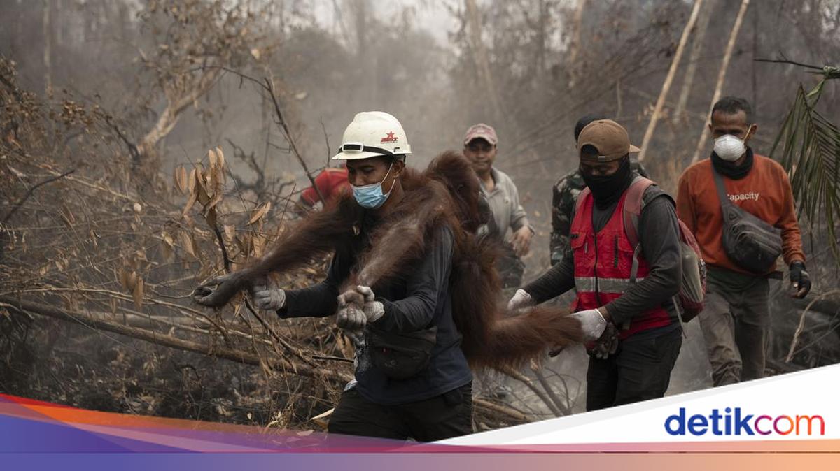 51 Orang Utan Diselamatkan dari Karhutla di Ketapang dan Kayong Utara, 30 Individu Ditemukan di Perkebunan Sawit