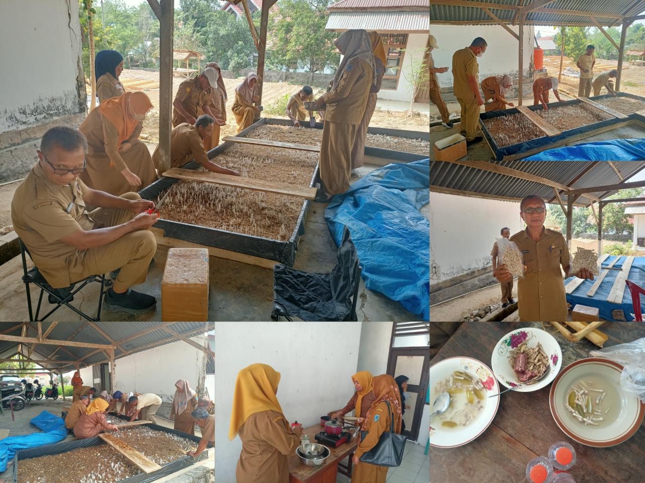 Dinas TPHP Muna Panen 8 Kilogram Jamur Tiram dari Limbah Jagung, Diolah Jadi Parende Tradisional