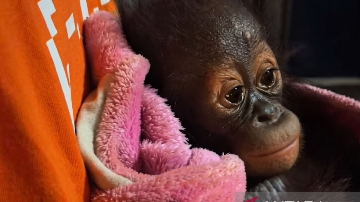 BKSDA Kaltim Evakuasi Bayi Orangutan Lemas di Kutai, Dehidrasi Berat dan Dirawat Intensif 24 Jam
