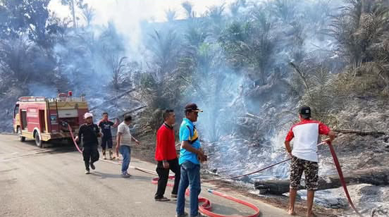 Walhi Sumbar Desak Pemulihan Hutan Dharmasraya Usai Lahan Bekas Karhutla Ditanami Sawit