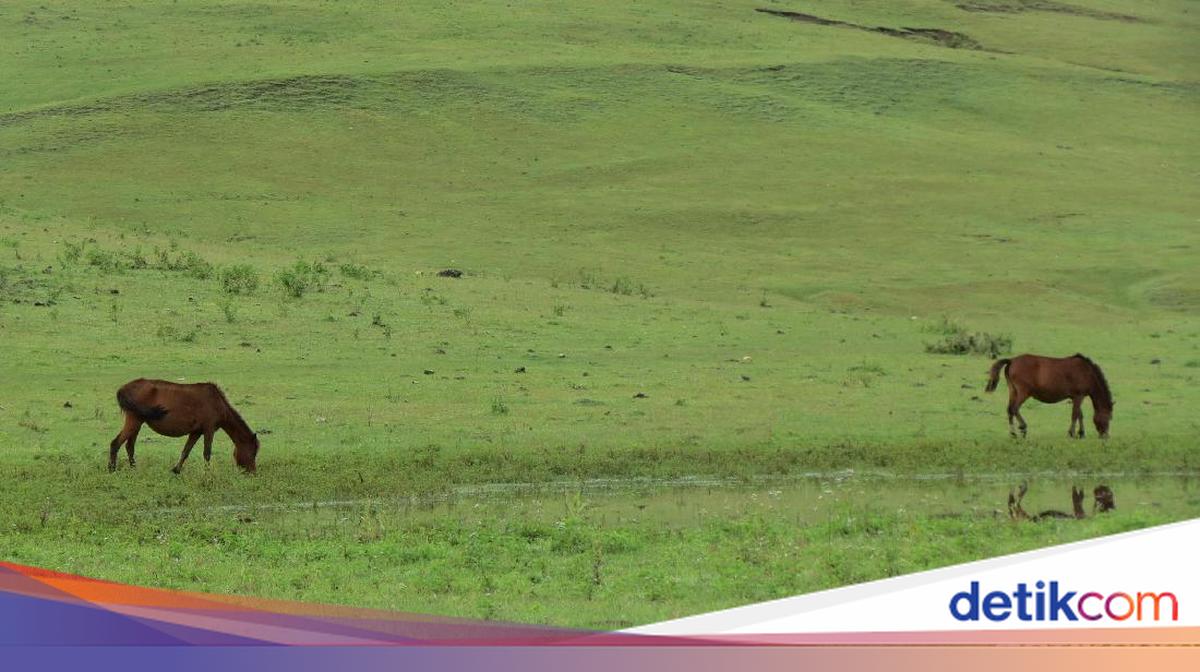 Disparbud Belu Minta Maaf Usai Keluhan Tarif Kemah Rp 150 Ribu di Fulan Fehan Viral, Denda Adat Dijatuhkan