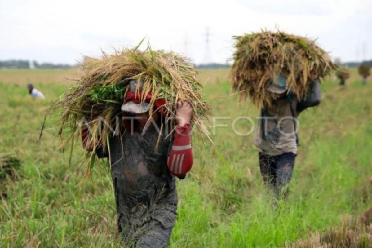 Bulog Medan Serap 34.696 Ton Gabah, Lampaui Target Tahunan 112 Persen per Oktober 2026