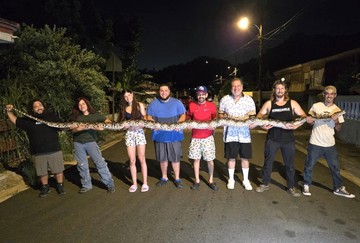 Penangkap Ular Florida Tangkap Sanca 5,6 Meter di Puerto Riko
