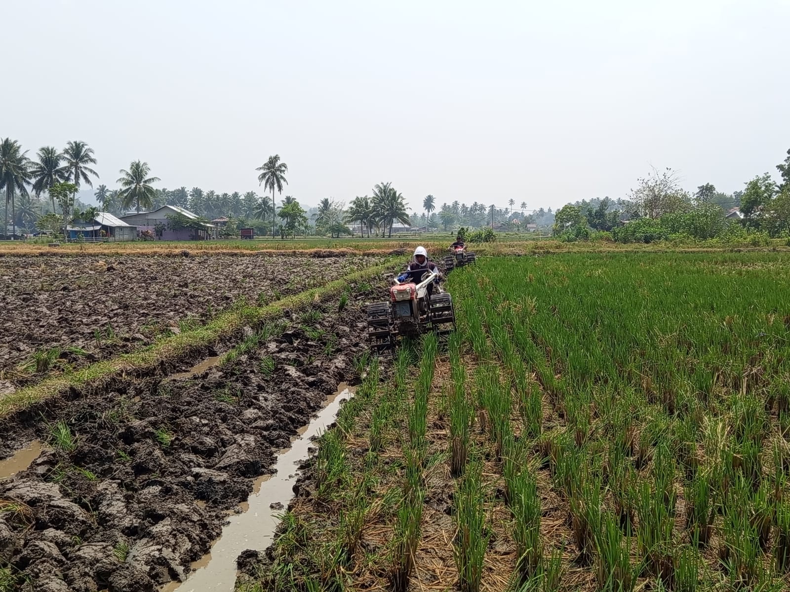 Petani Bone Bolango Kembali Garap Sawah di Tengah Kemarau, Sebagian Lahan Tertunda Dua Bulan