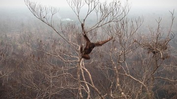 Kebakaran Hutan Kalimantan dan Sumatra Ancam Habitat Orang Utan