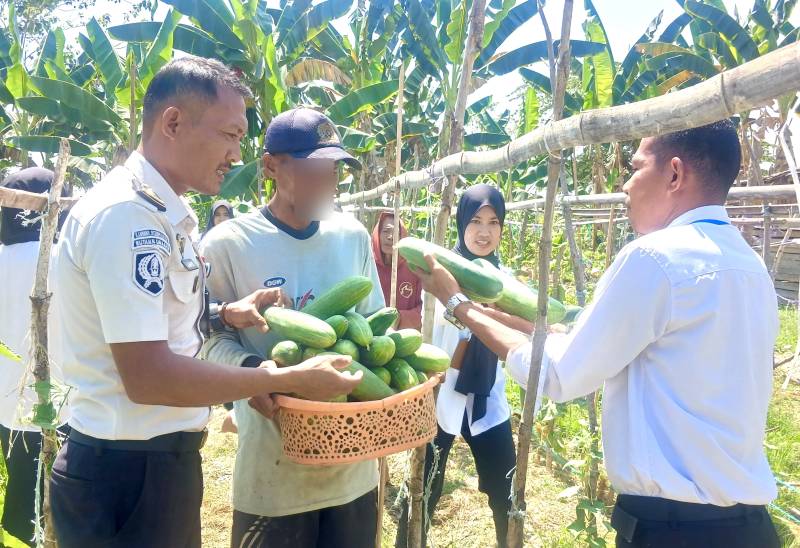 Rutan Unaaha Panen 60 Kg Timun dari Kebun SAE, Dua Warga Binaan Rawat Tanaman dengan Pupuk Kulit Bawang
