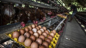 Mentan Bongkar Anomali Harga Ayam-Telur, Surat Kapolri untuk Usut Mafia Pangan