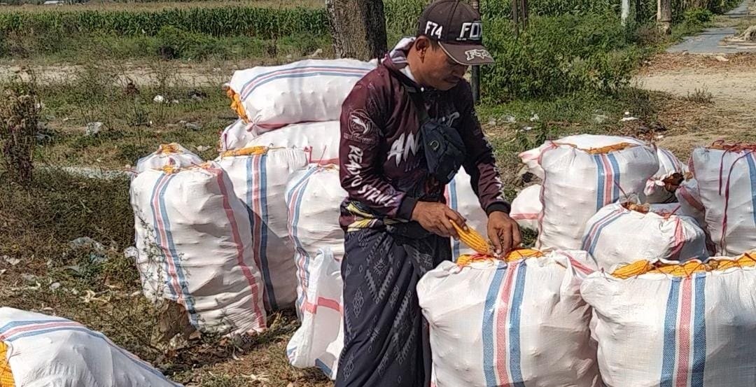 Harga Jagung di Lombok Barat Naik di Tengah Kekeringan, Petani Jual Rp360 Ribu per Karung