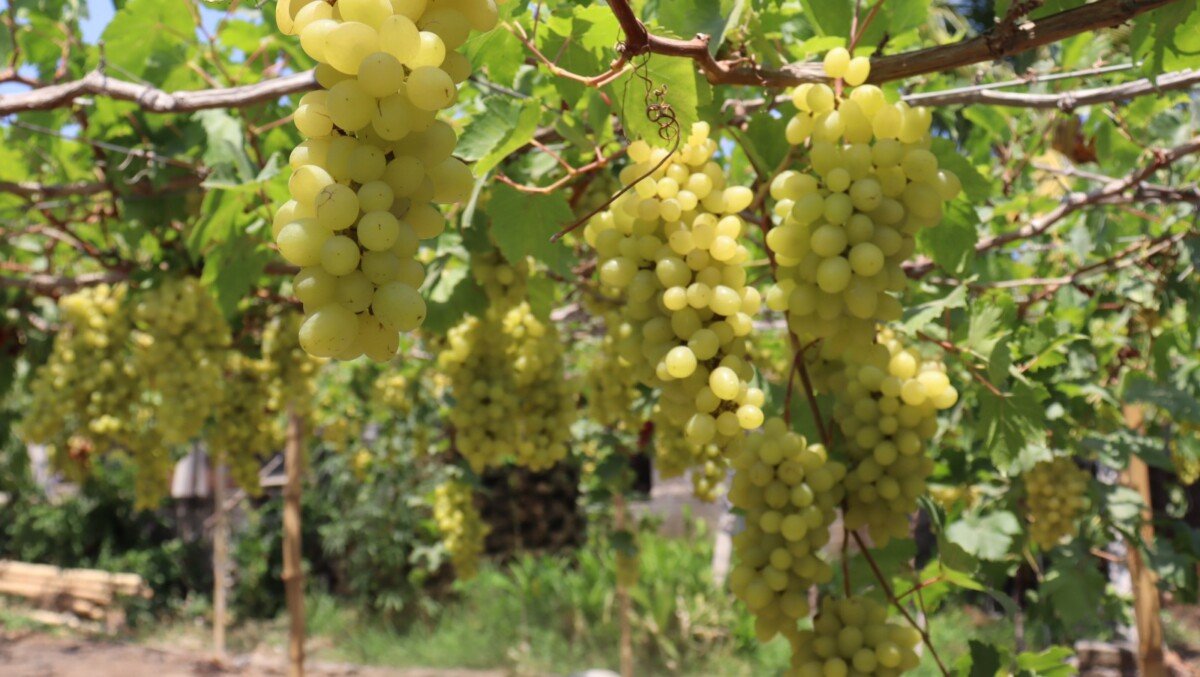 Krisna Grape Pejarakan Buleleng: Petik Anggur Impor, Tiket Mulai Rp5.000