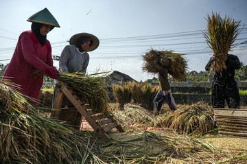 Bulog Jateng Serap 406.253 Ton Gabah, Lampaui Target 108 Persen