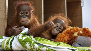 Bayi Orangutan Selamat dari Gujarat Tiba di Medan, India Tak Tagih Biaya Rawatan