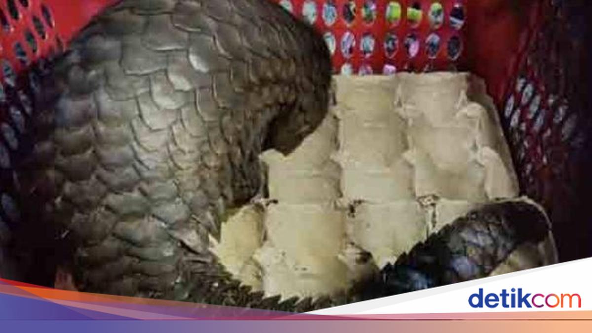 Petugas Cek Hotspot Karhutla di Barito Timur Temukan Tenggiling Lemas di Desa Murutuwu