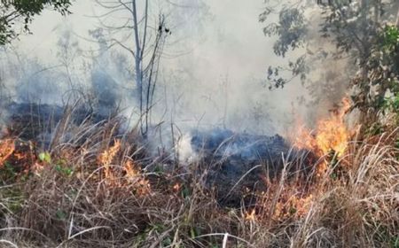 Menhut Wajibkan 32 Perusahaan Pemegang Konsesi Pulihkan Hutan Terbakar