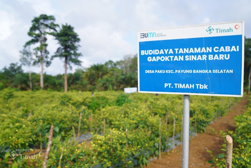 PT Timah Kembangkan Nanas hingga Keramba Jaring Apung, Ketahanan Pangan di 7 Desa Wilayah Operasional Bangka Belitung