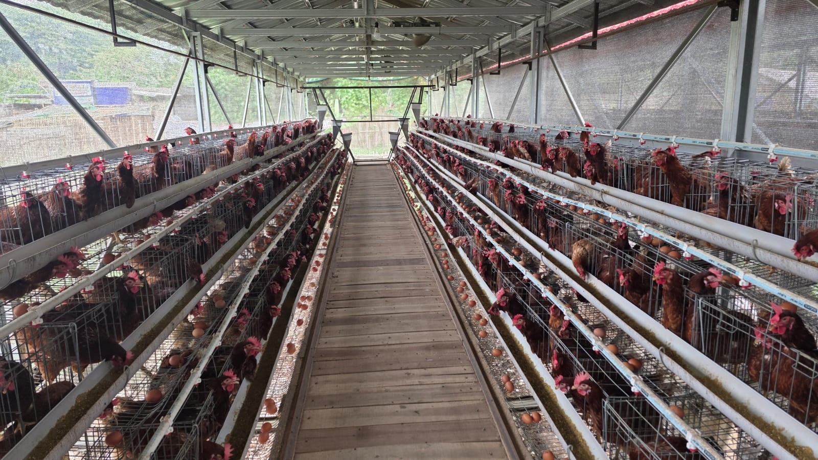 Kementan Salurkan Bantuan Pakan ke Peternak Ayam Petelur Lebak, Produksi 530 Butir Telur per Hari