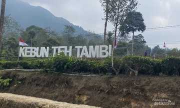 Kebun Teh Tambi di Wonosobo, Hamparan Hijau di Jalur Menuju Dieng