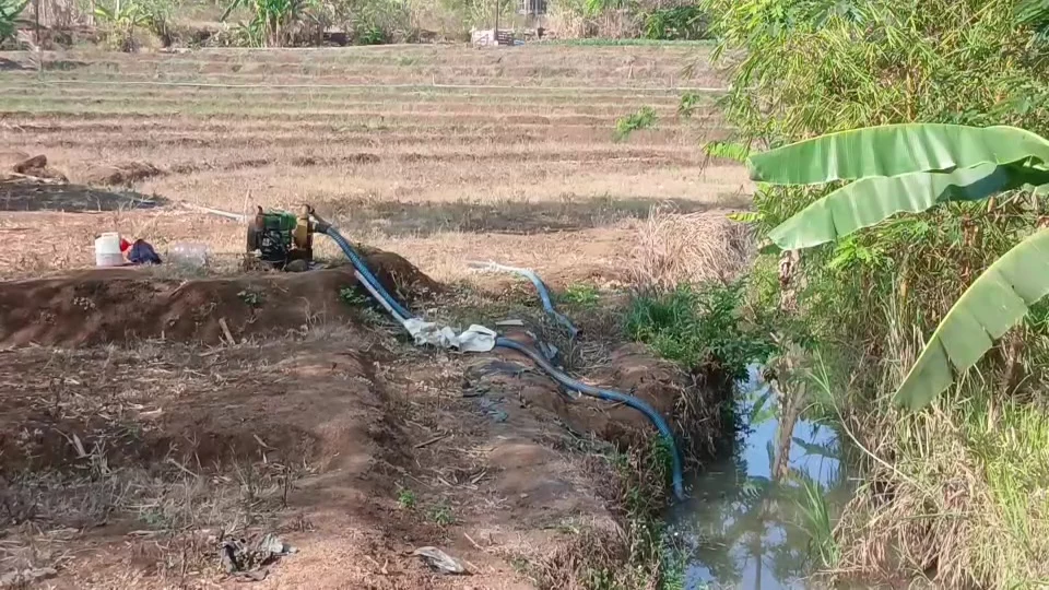 Kemarau Panjang di Kabupaten Semarang, Petani Edamame Rogoh Rp 490.000 per Minggu untuk Solar Pompa Air