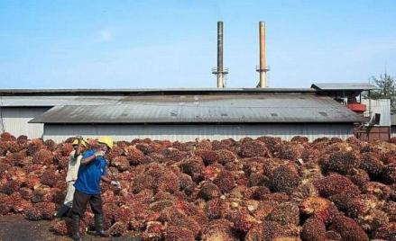 Pabrik Anak Usaha PSGO di Kalimantan Terbakar, Kerugian Belum Dihitung
