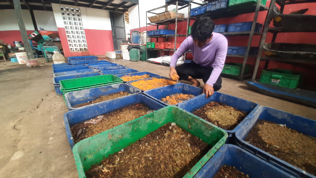 Pemkot Semarang Kaji Pabrik Maggot di TPA Jatibarang, Sampah Organik Bakal Jadi Pakan Ternak