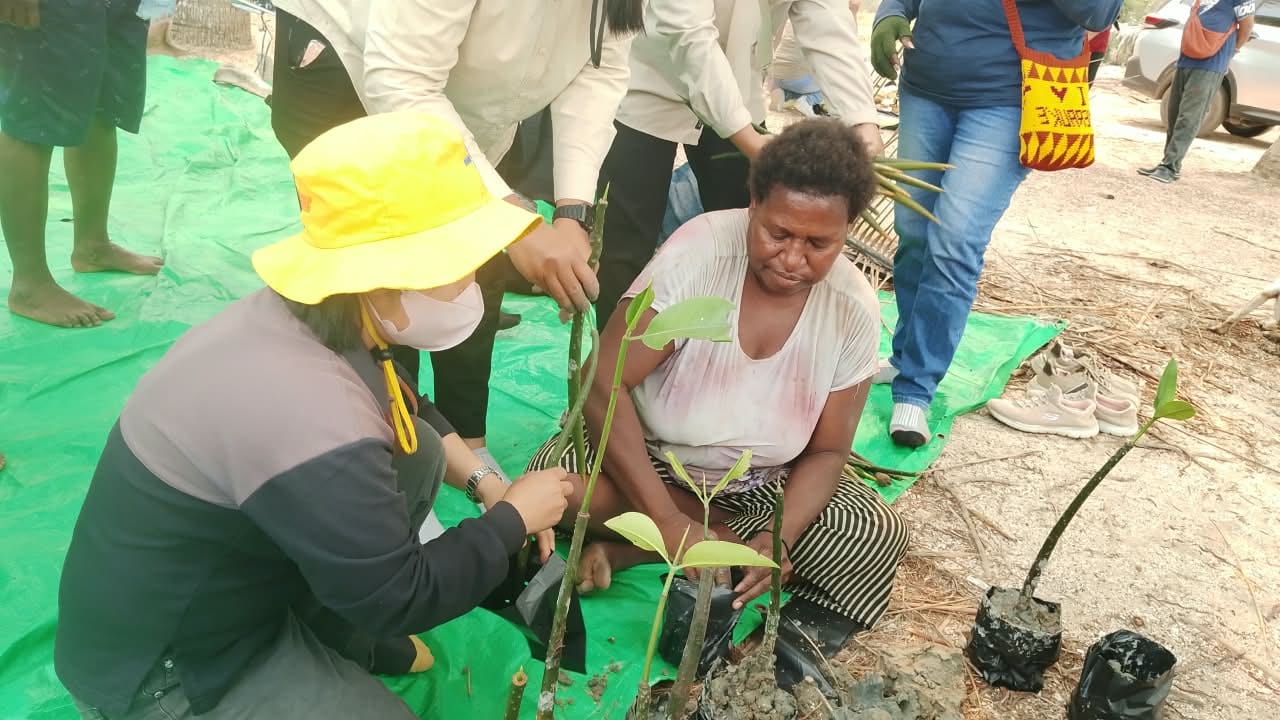 Universitas Musamus Merauke Latih 32 Warga Kampung Nasem Membibitkan Mangrove
