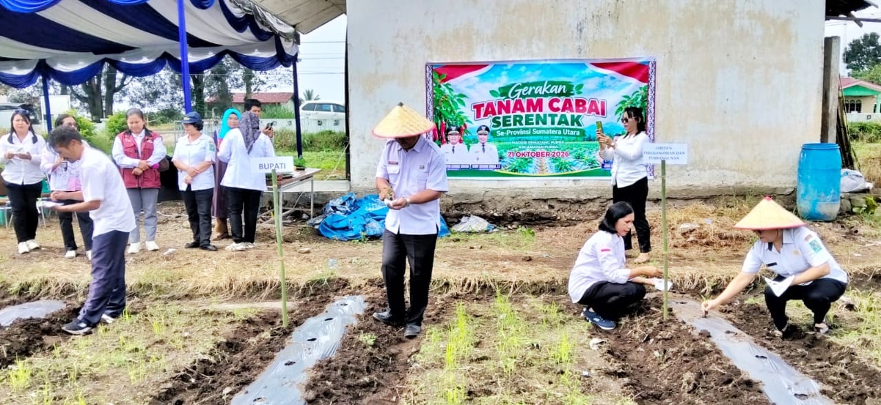 Pemkab Simalungun Tanam Cabai Merah Serentak di Lahan 141,5 Hektare, Antisipasi Lonjakan Harga Nataru