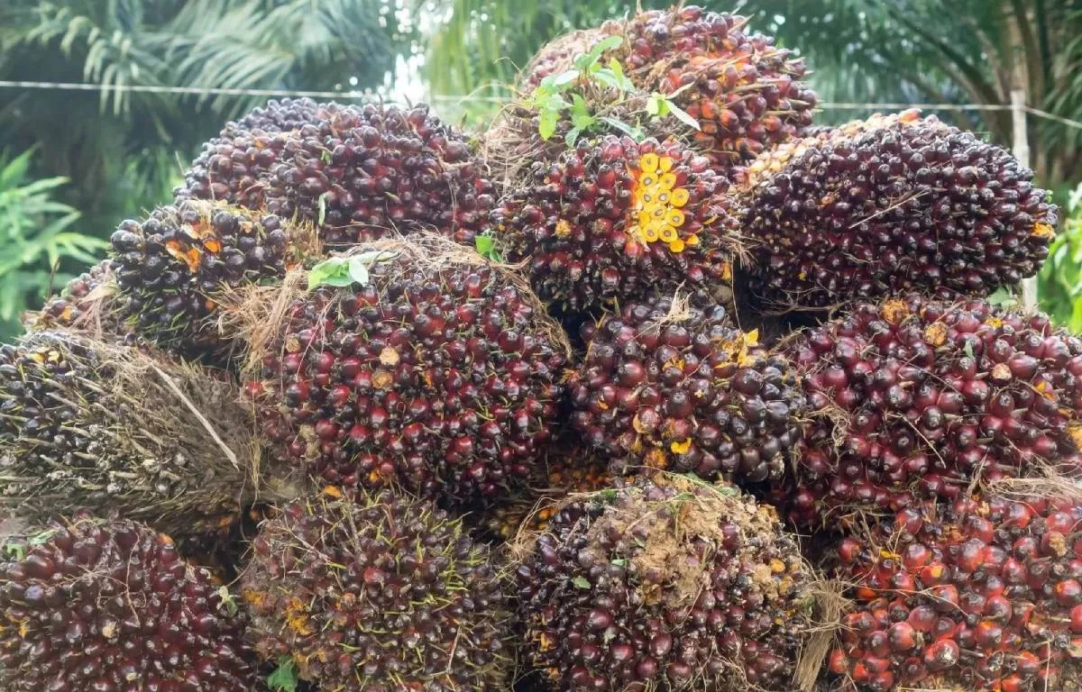 Harga TBS Petani Plasma Sumut Naik Rp 70,23 Jadi Rp 3.740,41/Kg untuk Periode 21–27 Oktober 2026