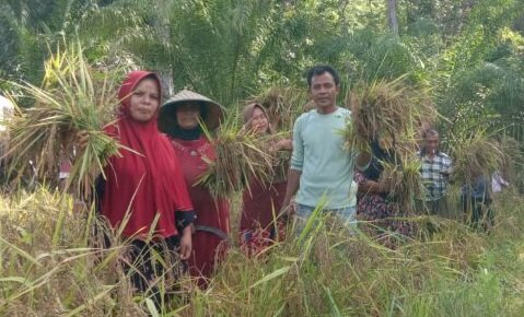 Harga Gabah di Aceh Barat Daya Anjlok ke Rp 4.000-Rp 5.500 per Kg, Petani di Jeumpa Sebut Rugi